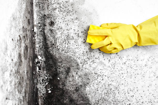 Best Basement Mold Removal  in Murphy, TX