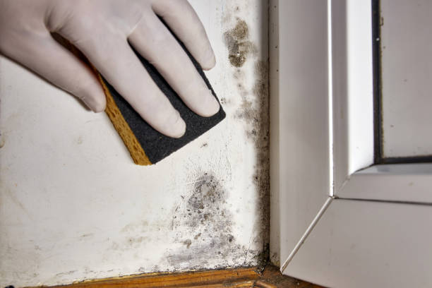  Murphy, TX Mold Removal Pros